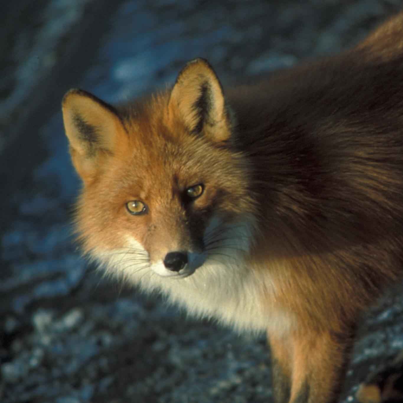 Red Fox wikimedia.org