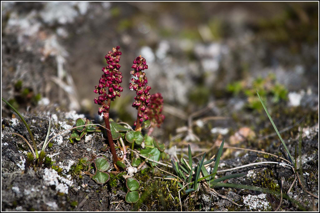 Mountain Sorrel (Oxyria digyna)