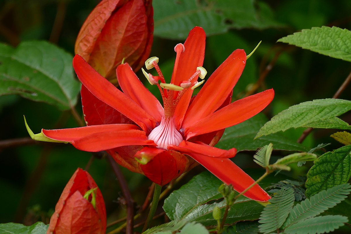 Red_Passion_Flower_Passiflora_coccinea