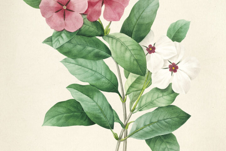 Impatiens Antique plant drawn by Pierre-Joseph Redouté(1759-1840 )