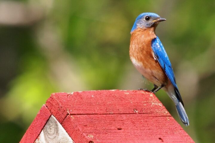 Eastern Bluebird on House