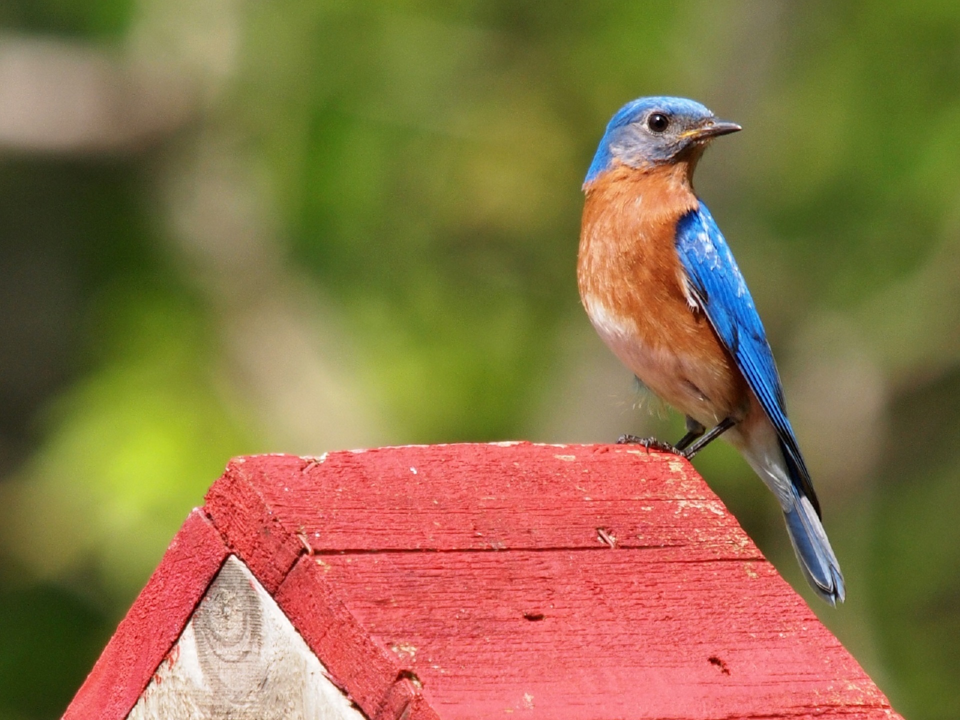 Eastern Bluebird on House