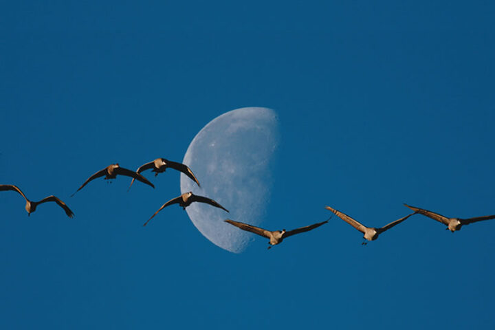 Goose and Moon
