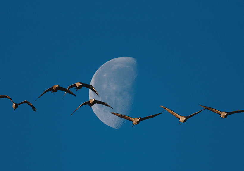 Goose and Moon