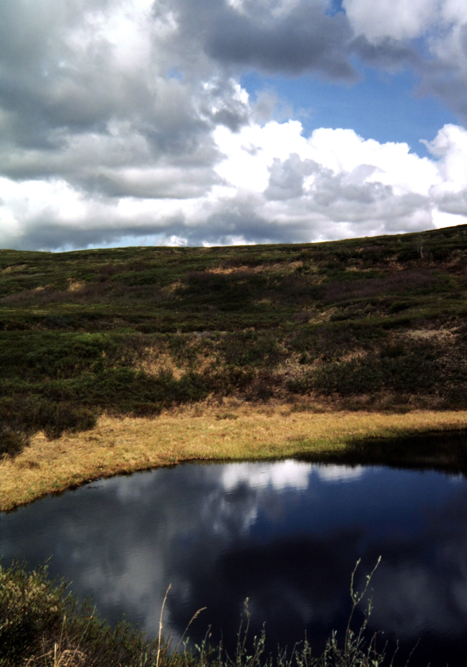 Reflection Arctic Pool_xAND