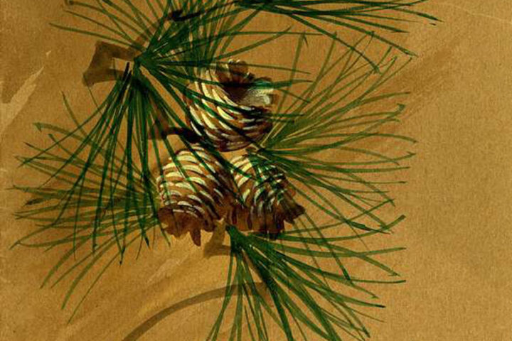 pines-Sarah Ben Olson