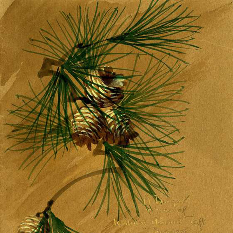 pines-Sarah Ben Olson